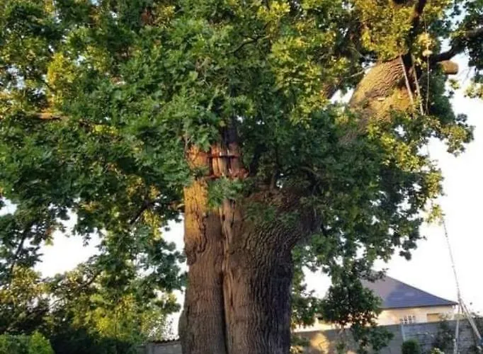 Apartmánové Pod Dubom Apartmán *